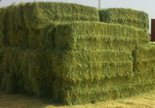 Rhodes Grass